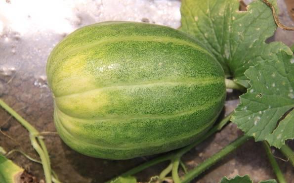 《新春吃瓜系统》,揭秘年度热门事件背后的真相与笑料