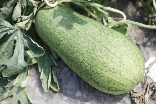 保山吃瓜,吃瓜也能吃出风味