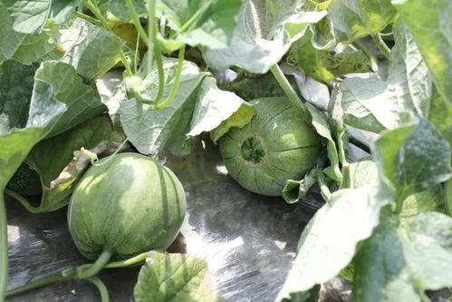 保山吃瓜,吃瓜也能吃出风味