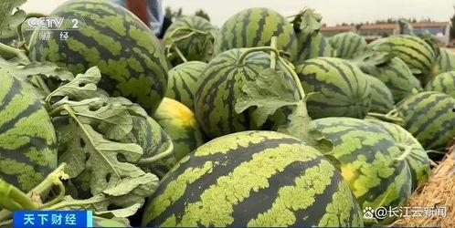 吃瓜得瓜,揭秘吃瓜得瓜的奇妙之旅