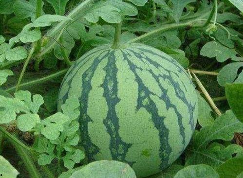 吃瓜得瓜,揭秘吃瓜得瓜的奇妙之旅