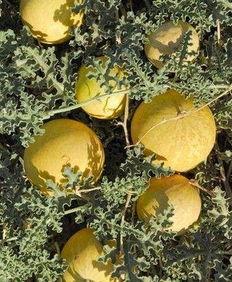 听导游吃瓜,旅游背后的趣味故事