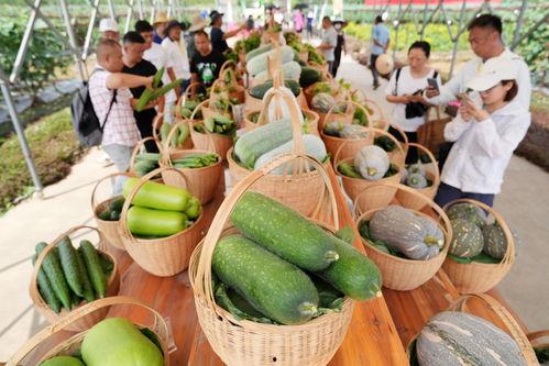 会展中心吃瓜,一场味蕾与视觉的盛宴