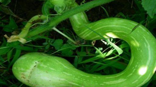 老鼠吃蛇瓜,揭秘蛇瓜的神秘诱惑