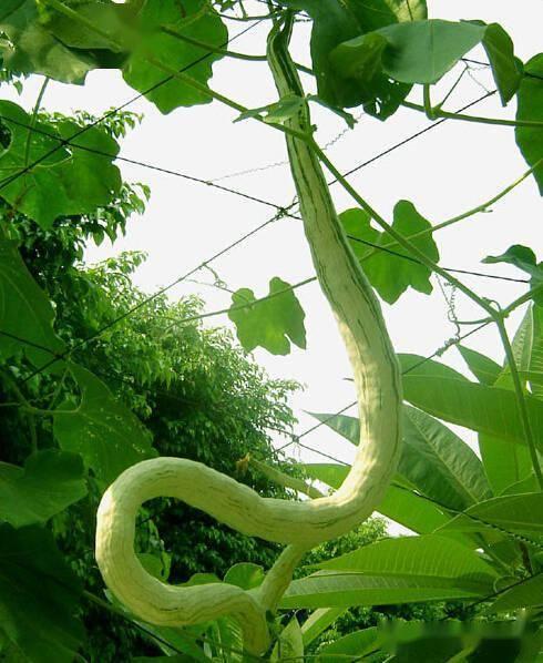 老鼠吃蛇瓜,揭秘蛇瓜的神秘诱惑