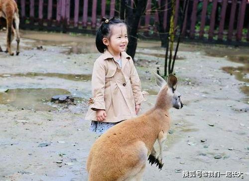 动物世界吃瓜现场,一场惊心动魄的吃瓜盛宴