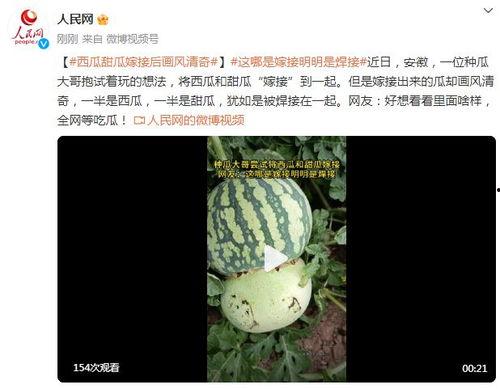 想把瓜吃全,揭秘如何将瓜吃全的绝妙技巧