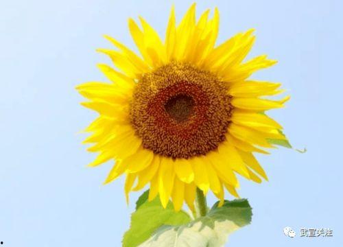 赏花吃瓜的句子