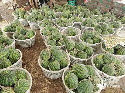 赏花吃瓜的句子