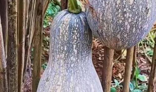 会长吃瓜中药,中药养生新风尚