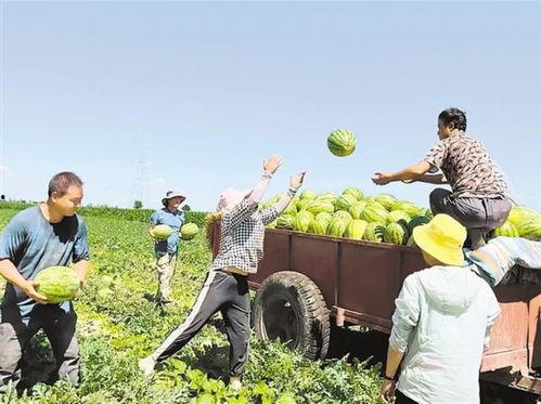 新农人吃瓜,农业现代化中的甜蜜变革