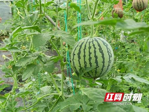 新农人吃瓜,农业现代化中的甜蜜变革