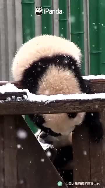 吃瓜小熊生气,揭秘背后惊人真相！