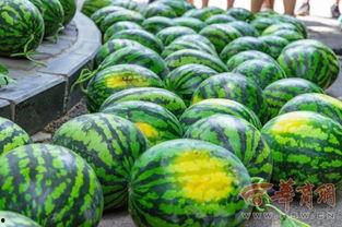 南京体育大学吃瓜,揭秘校园热点背后的真相