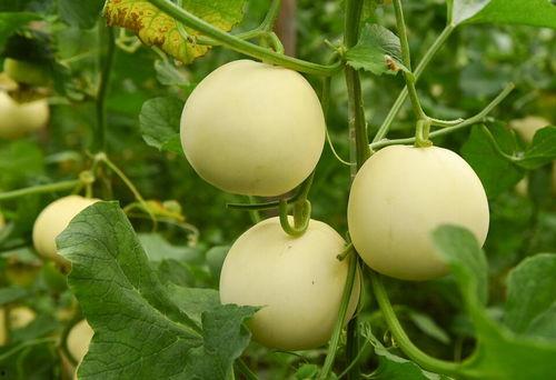 吃福瓜有什么功效,揭秘吃福瓜的神奇功效