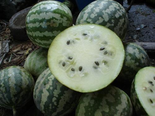 减肥可以吃绿宝瓜