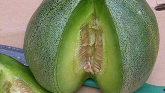 减肥可以吃绿宝瓜