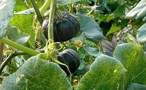 斯雷恩吃瓜生物,揭秘神秘生物的奇妙食性