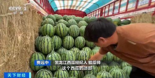 北部湾吃瓜,吃瓜群众的欢乐盛宴