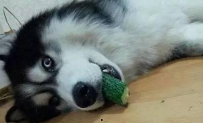 二狗平台吃瓜,揭秘娱乐圈幕后真相