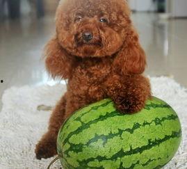 二狗平台吃瓜,揭秘娱乐圈幕后真相