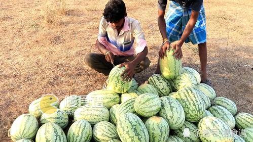 梦见摘金黄色的瓜吃