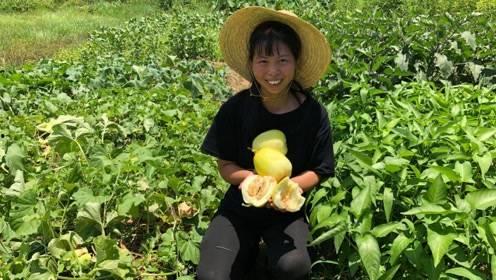 梦见摘金黄色的瓜吃