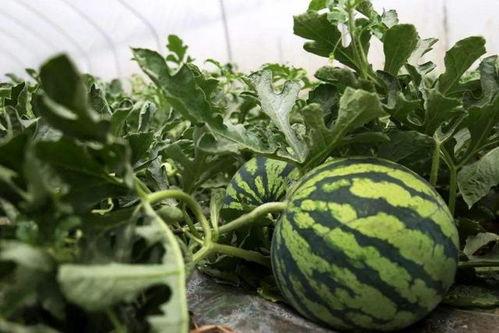 各种瓜吃瓜私,揭秘吃瓜私成的秘密世界