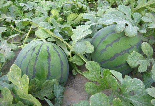 轻易吃瓜,揭秘娱乐圈那些事儿