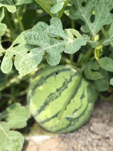 真实的地产吃瓜,一场惊心动魄的“吃瓜”大戏