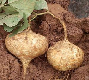 吃药可以吃土瓜么,土瓜能否成为健康饮食佳选？