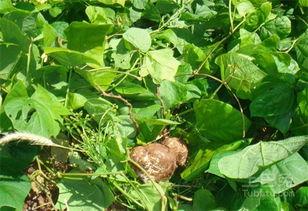 吃药可以吃土瓜么,土瓜能否成为健康饮食佳选？