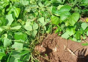 吃药可以吃土瓜么,土瓜能否成为健康饮食佳选？