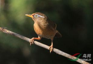 画眉鸟吃瓜,画眉鸟的夏日瓜趣时光