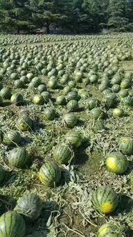 真实事件吃瓜图片,一场网络舆论的风暴