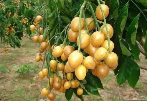 吃黄皮瓜嘴苦,探寻苦涩背后的美味奥秘