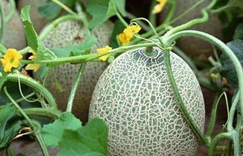 吃瓜放白糖吃有营养吗,揭秘其营养价值与食用建议