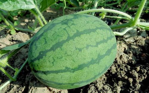 立秋吃瓜啦,瓜果飘香，共享丰收喜悦