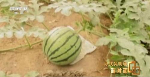 妍妍主动吃瓜,揭秘娱乐圈幕后故事