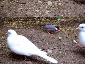 吃瓜小鸟视频教程