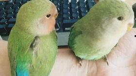 吃瓜小鸟视频教程