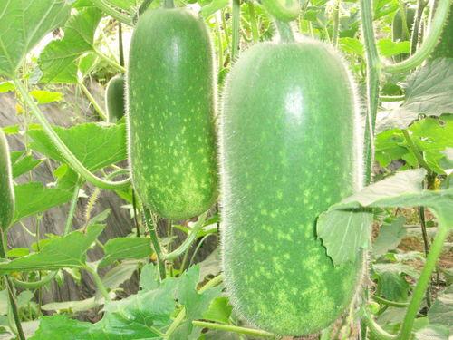 xsj吃瓜,揭秘娱乐圈那些不为人知的幕后故事