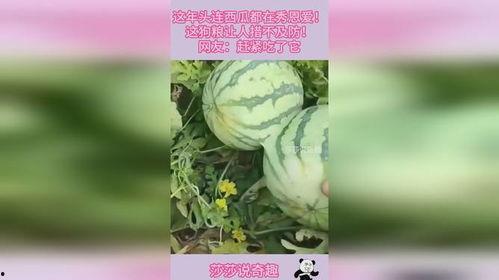 吃瓜秀恩爱图片,吃瓜群众捕捉到的明星恩爱瞬间