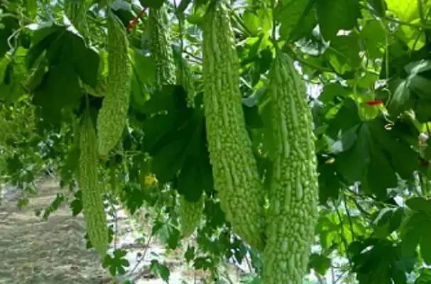 三职院吃瓜,揭秘校园热点背后的真相