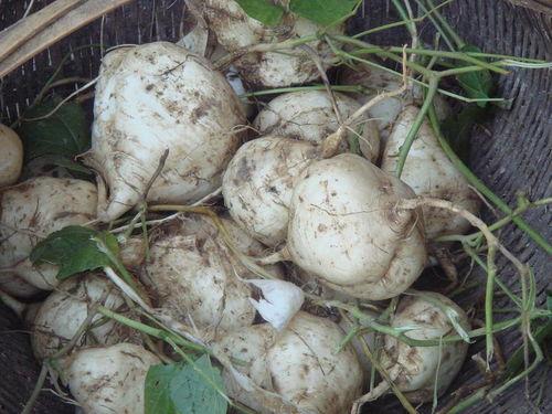 吃野生土瓜好吗,“野生土瓜的营养价值与食用建议”