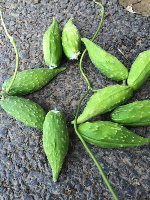 吃野生土瓜好吗,“野生土瓜的营养价值与食用建议”