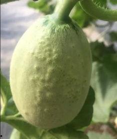 吃瓜群众 网红甜瓜,吃瓜群众的新宠