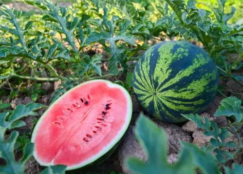 吴小新吃瓜,揭秘娱乐圈幕后故事