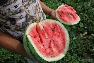 文安梅花七吃瓜,揭秘七种独特吃瓜方式