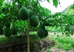 吃吊瓜歌曲,吊瓜旋律中的乡愁与回忆